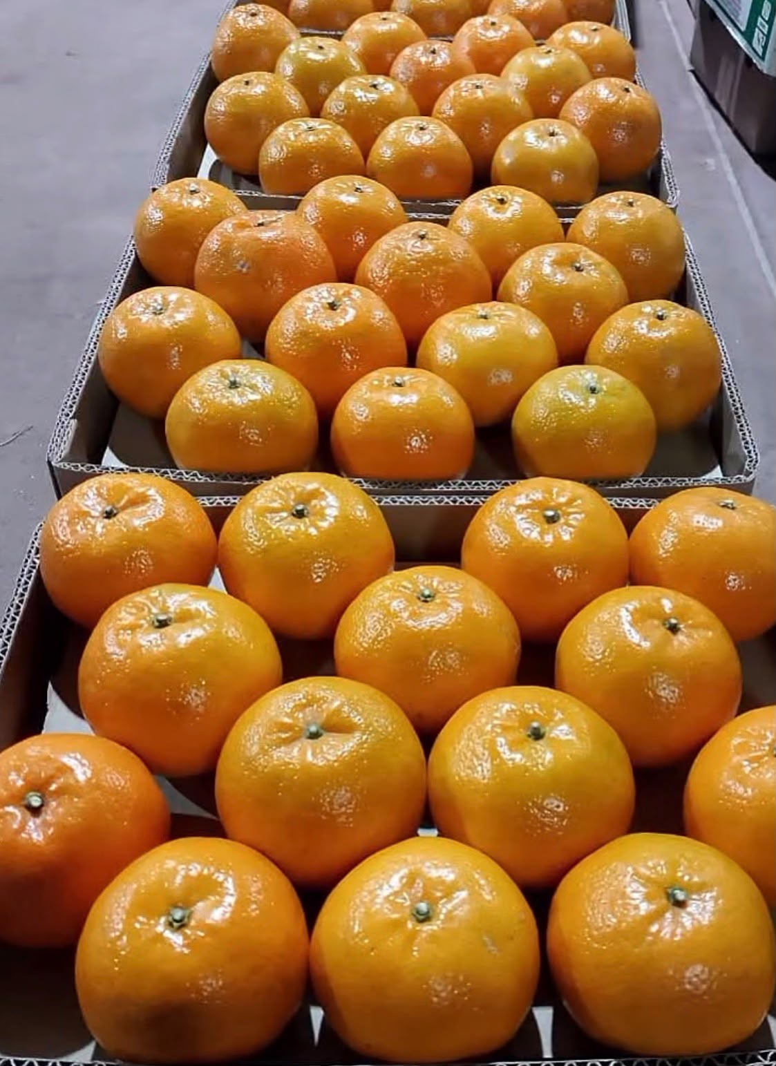Kinnow Mandarins