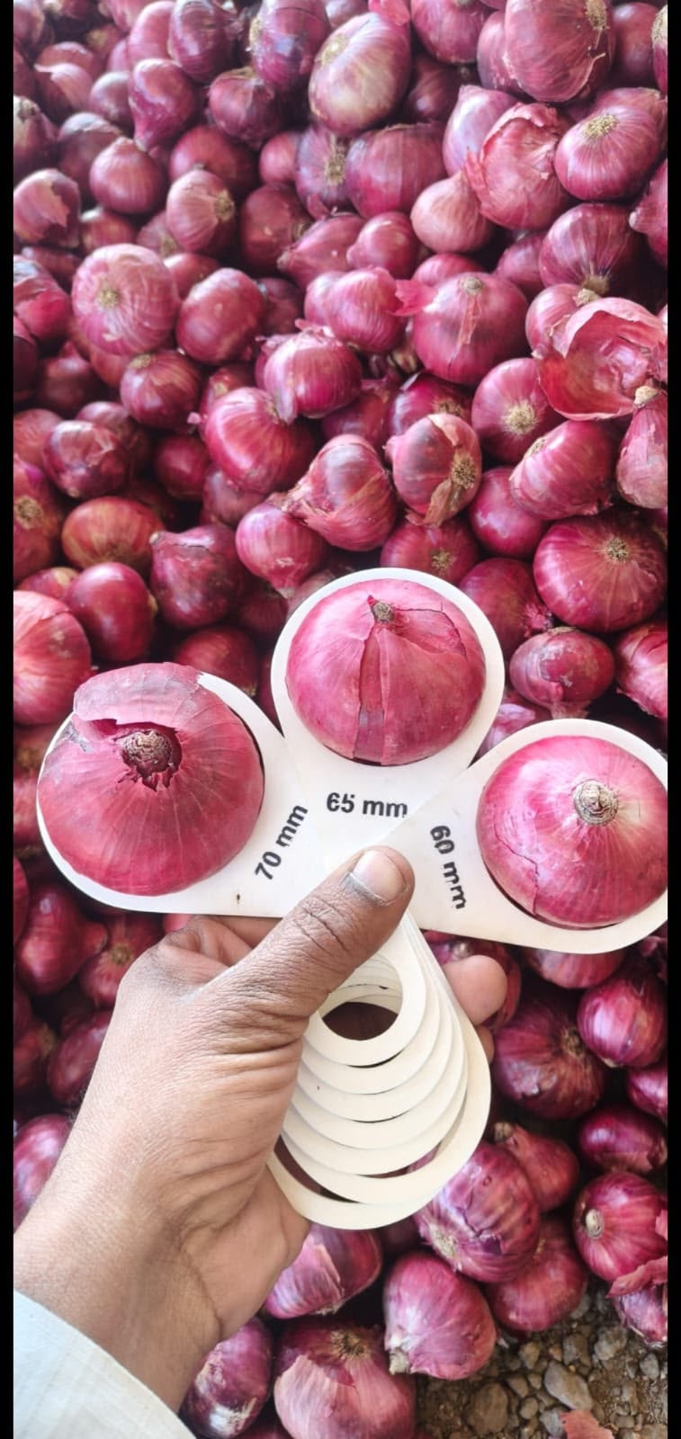 Fresh Red Onions