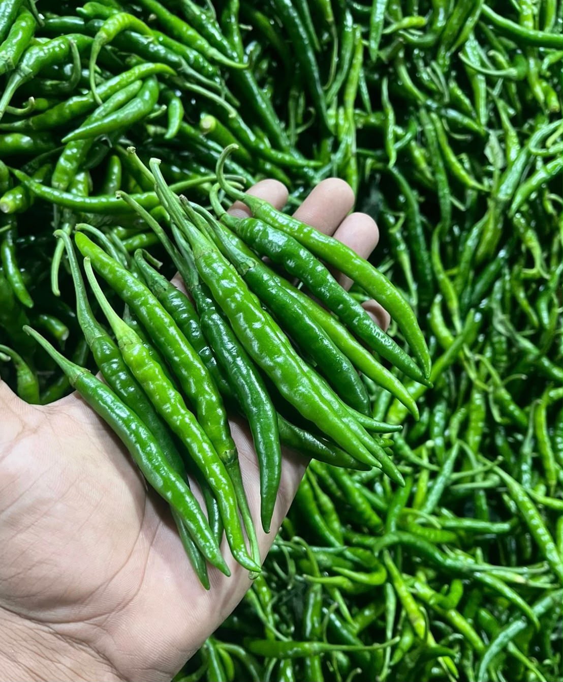 Green Chilli